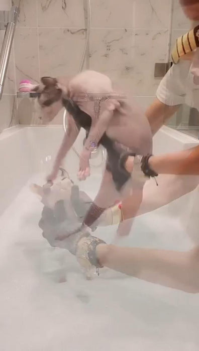 Kotomoda Sphynx Hairless Cats Carbonized Bamboo Bath Exfoliating Gloves Charcoal Bamboo Shower Body Scrub