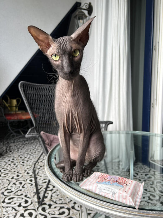 Kotomoda Wet Wipes with panthenol for Sphynx cat for Everyday use (1Pack 15Count)